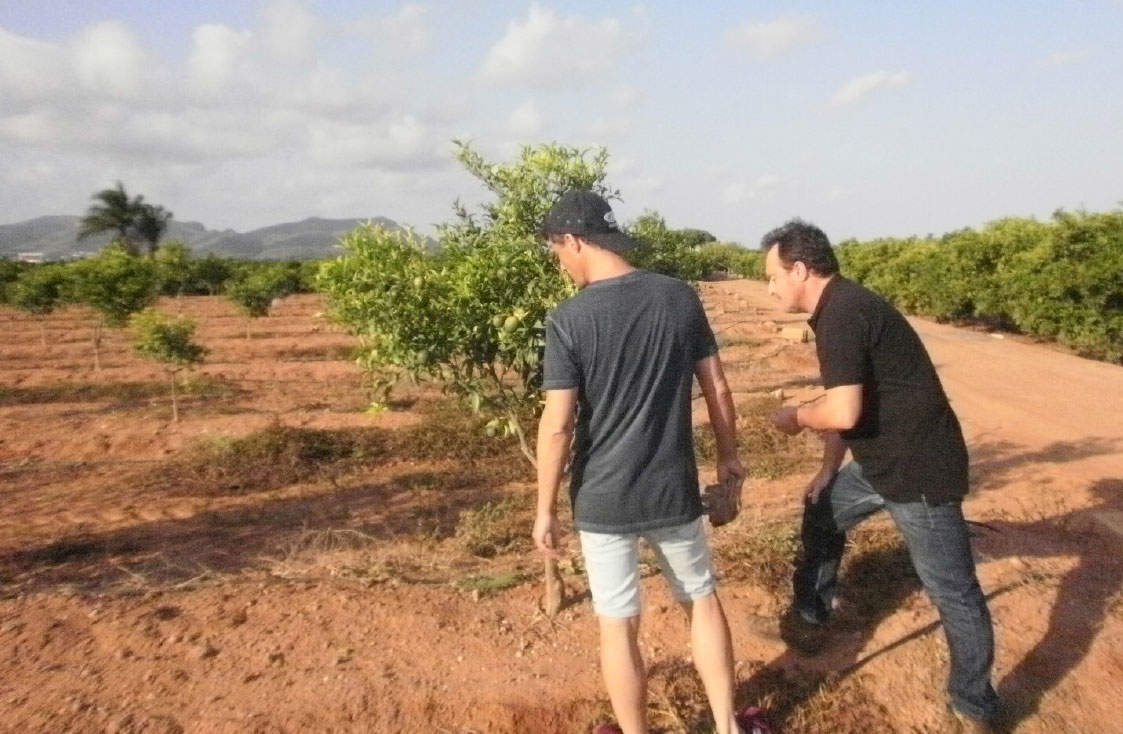 campo